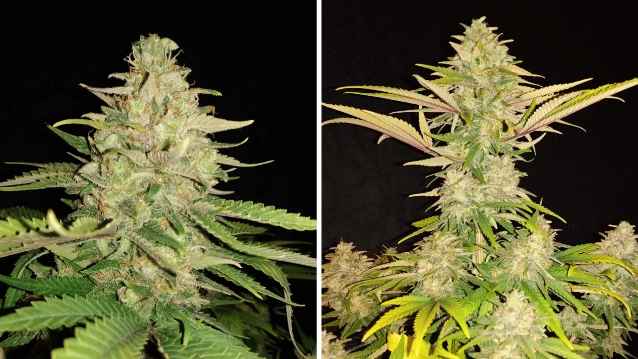 Original Glue from WeedSeedsExpress grown by secretflowerweed on Growdiaries